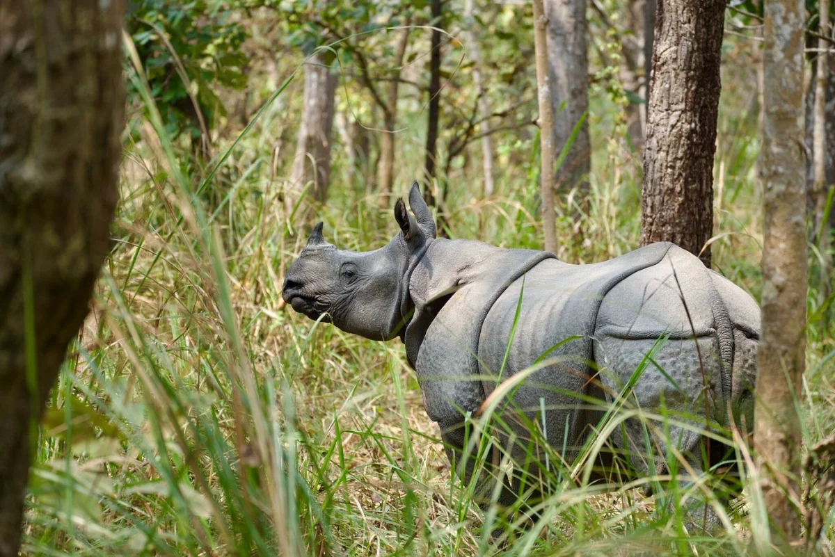 Best of Nepal — Kathmandu, Pokhara & Chitwan